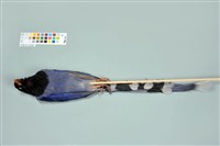 臺灣藍鵲藏品圖，第3張